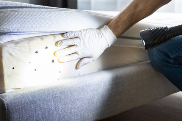 Best Emergency Pest Control  in Dimmitt, TX