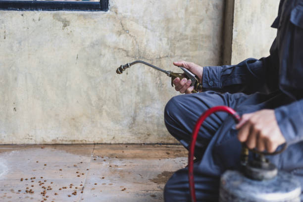 Best Flea Control Services  in Dimmitt, TX